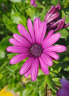 Wild Purple Daisy