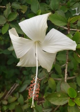 White Single Hibiscus