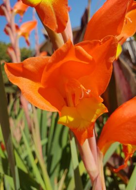 Orange Sword Lilies