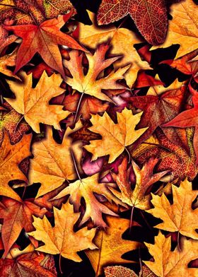 Fall Leaves Collage