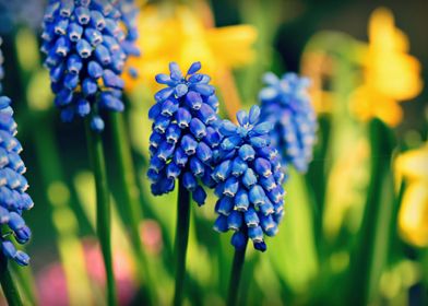 Muscari Blossom Bloom