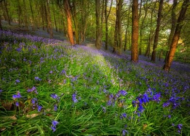 Bluebells in Ten Acre Wood