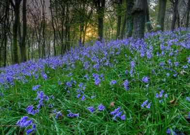 Sunset at Bluebell Wood in