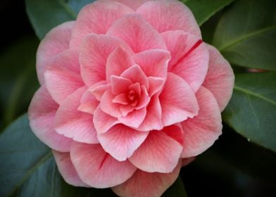 Camellia Blossom Flower