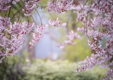 Pink Cherry Blossom