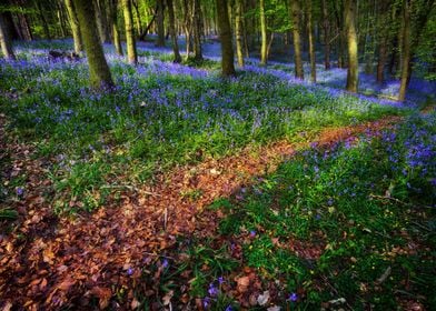 Bluebell Wood in Margam