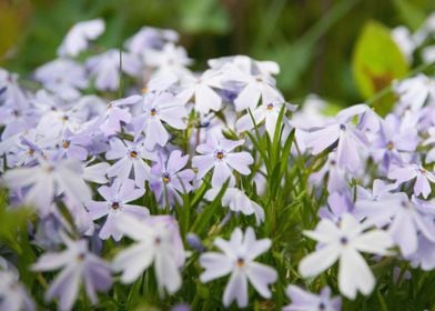 Small White Flowers