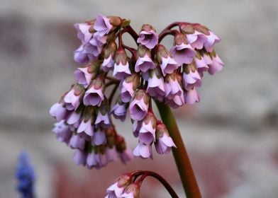 Pink Blossom of Bergenia