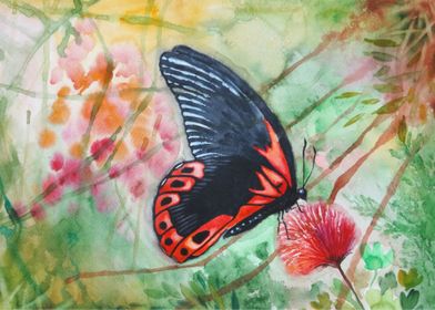 Red Butterfly