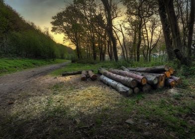 The forest walk at Margam