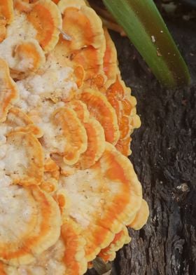 Tree Fungus Closeup 