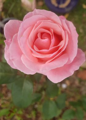 Pink Rose Opening