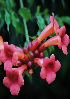 Coral Pink Trumpet Flower