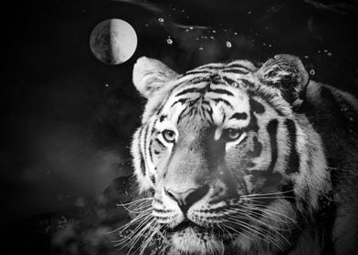 Tiger from the universe