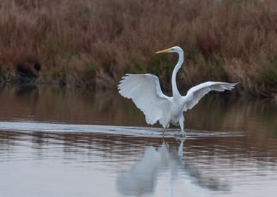 Egret streching 