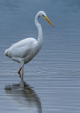 egret hunting onlake in Ma