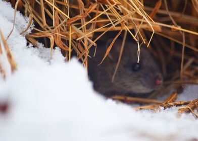 Mouse in Snow