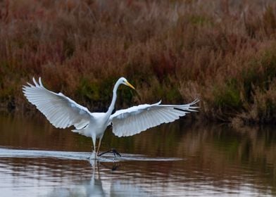 Egret in flight