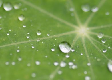 Water drop on leaf