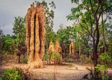 Lichtfield Termite Colony 