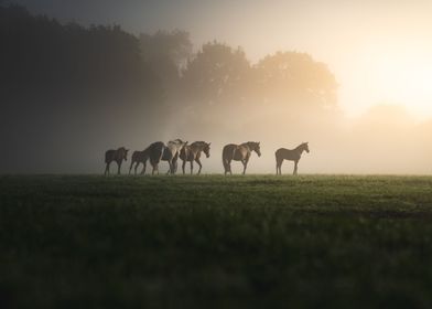 Foggy dusk and horses 