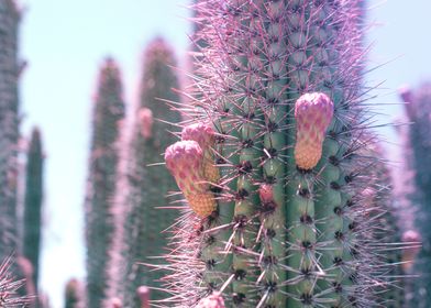 Prickly Cactus in Pink
