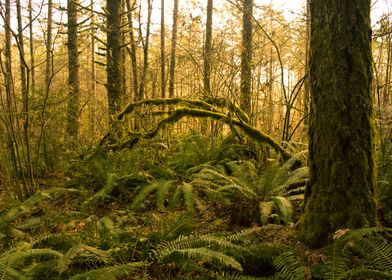 Forest Fern