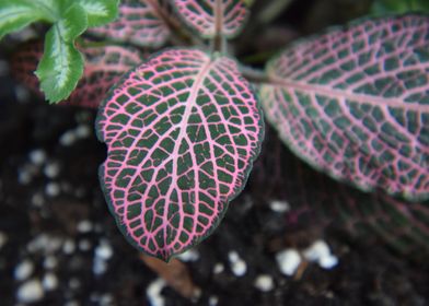 Green and Pink Leaves