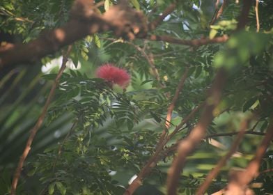 Lone Red Bloom