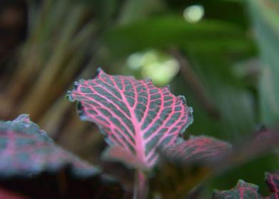 Green and pink leaf