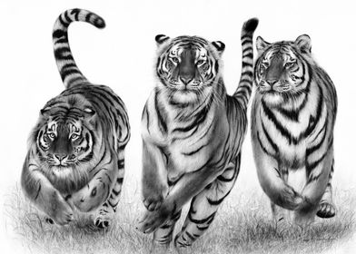 Running Tigers