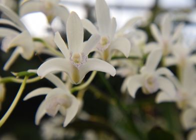 White Flowers