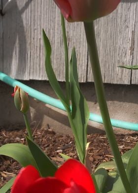 Red Tulips