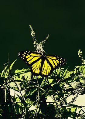 Butterfly Yellow and Black