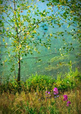 Tree by the River