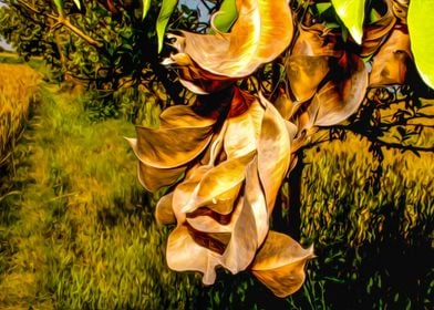 Dry Leaves of Guava