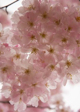 Kanazawa Sakura