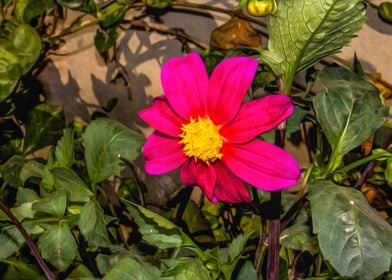 Pink Cosmos Flower Garden