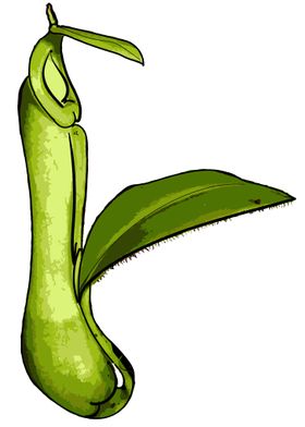 Nepenthes