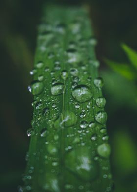 Raindrops at leaf