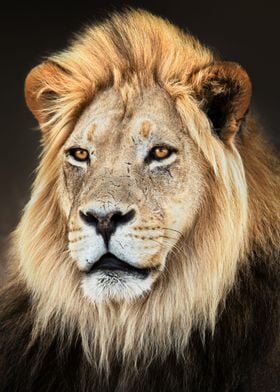 Male lion portrait