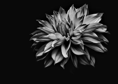 White Flower In Dark