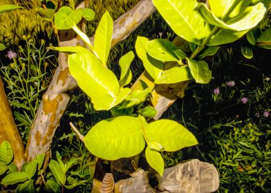 Green leaves of Guava