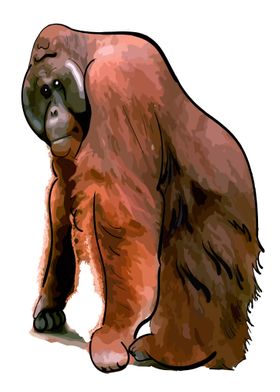 Orangutan