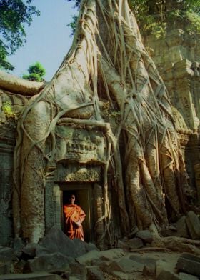 Ancient Angkor Tree