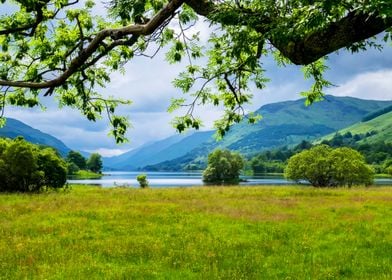 Looking through the trees 