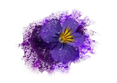 Purple pansy with paint sp