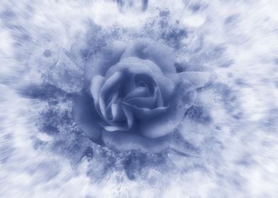 Single blue rose