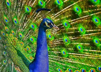 The Majestic Peacock