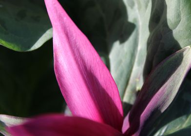 trillium 3